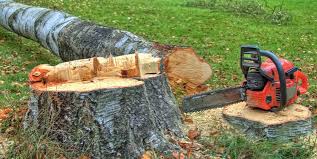 Best Tree Disease Treatment  in Fairmount, CO