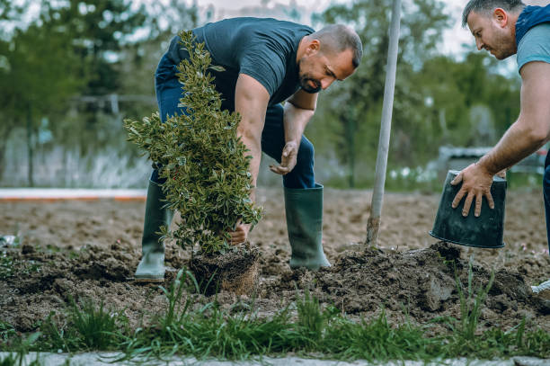 Fairmount, CO Tree Services Company